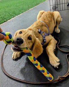 Do More Dog Training LLC