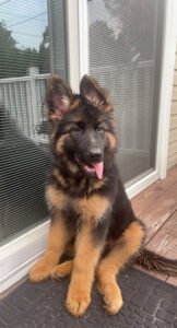 K-9 Union Importers