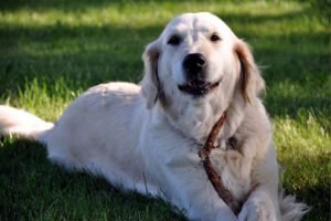 Dog Gone Good Dog Training