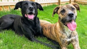 Digman Canine Academy