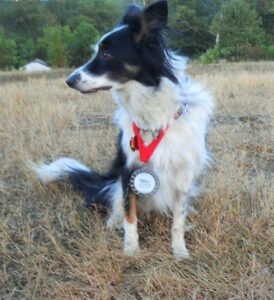 For Paws Dog Training LLC