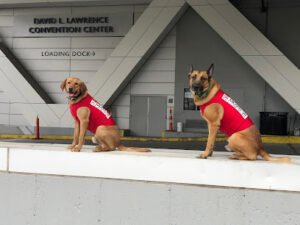 Sit Means Sit Dog Training Pittsburgh North
