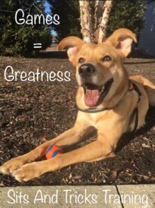 Sits and Tricks Training LLC
