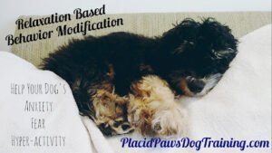 Placid Paws Dog Training