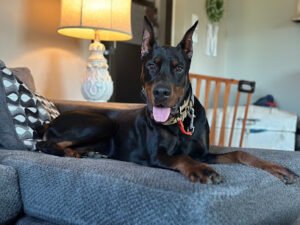 Champion Canine