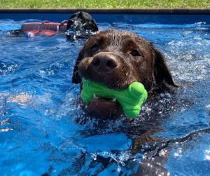 K9 Lagoon