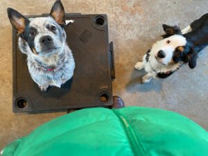 Dogru Dog Training