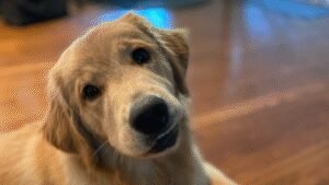 North Pittsburgh Animal Behavior