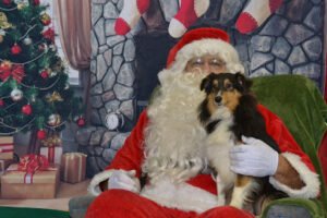 4Paws Obedience Training Academy