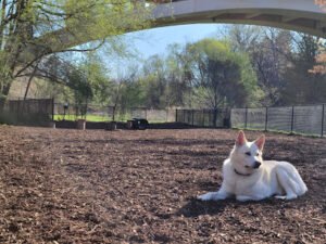 High Paw Club