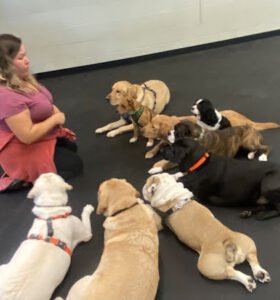Moonwalkers Dog Training