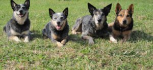 Beccie’s Bark-ery
