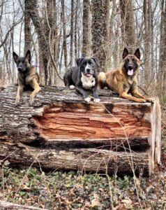 Lead Your K9