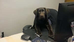Tail Waggers Academy