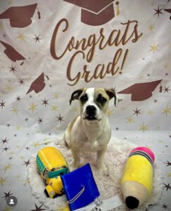 Furst Steps: Puppy Education, Training & Socialization