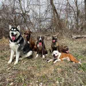 Bowser’s Dog Services