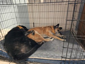 Misguided Mutts Dog Behavior Training