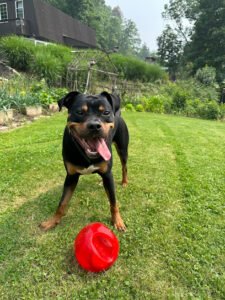 Ringer’s Pet Dog Training