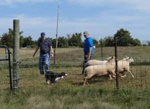 Raspberry Ridge Sheep Farm