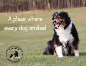 S.A.M.S. Dog Training Center