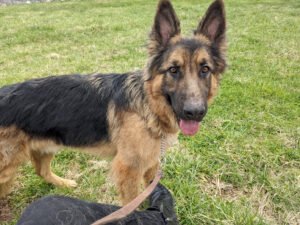Atlantic Canine Training Center