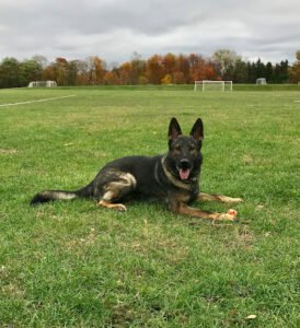 Pittsburgh Dog Training