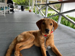 Sundance Retrievers