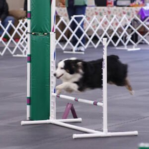 Family Dog Obedience
