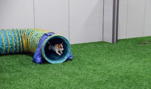Y2K9s Dog Sports Club
