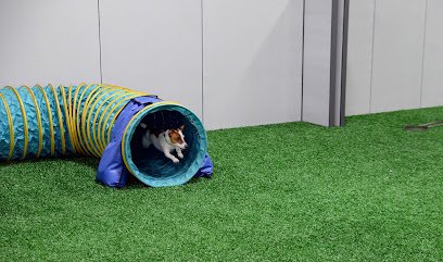 Y2K9s Dog Sports Club