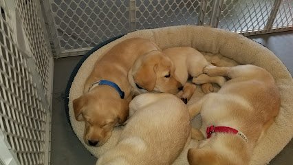 Susquehanna Service Dogs