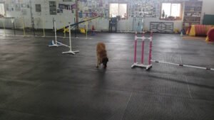 Paws-itively Obedient