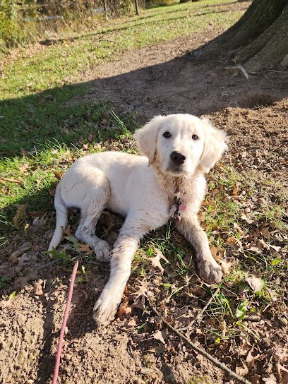 Dandy Dog Training