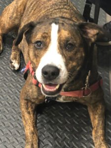 Canine Paws-Abilities, LLC