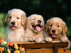 Shadyrock School For Dogs
