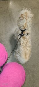 PetSmart Dog Training