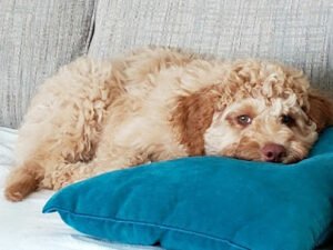 COACHING CANINE COMPANIONS