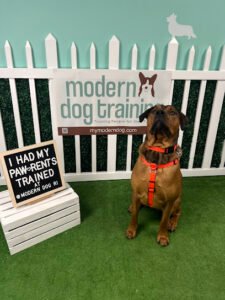 Modern Dog Training RI LLC