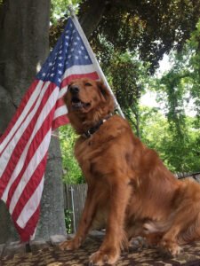 Top Dog K9 Training, LLC