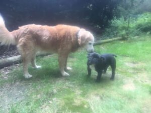 Lazybones Dog Training, LLC