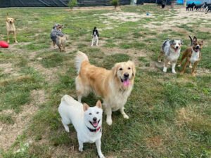 Discover Your Dog!