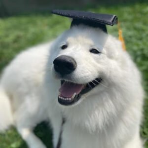 Island Canine Academy, LLC