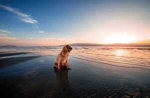 Courteous Canine