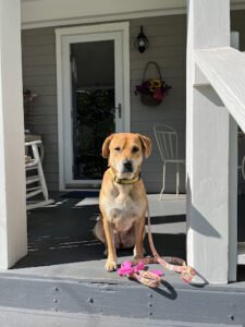 A.C.E. K9 Academy