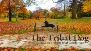 The Tribal Dog