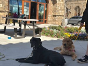 Brittani’s Pawsitive Dog Training, LLC