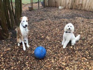 Personalized Pet Sitting Services & Dog Training