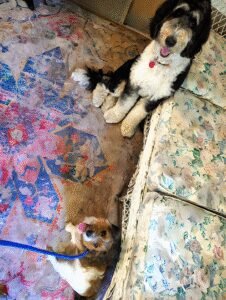 Pet Life Harmony LLC