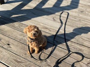 Off Leash K9 Training Greenville, SC