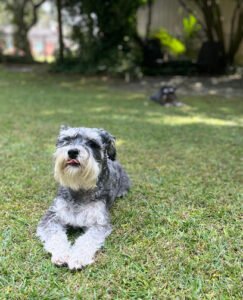 The Dog Talker – Charleston’s Leading Aggression & Dog Behavior Expert